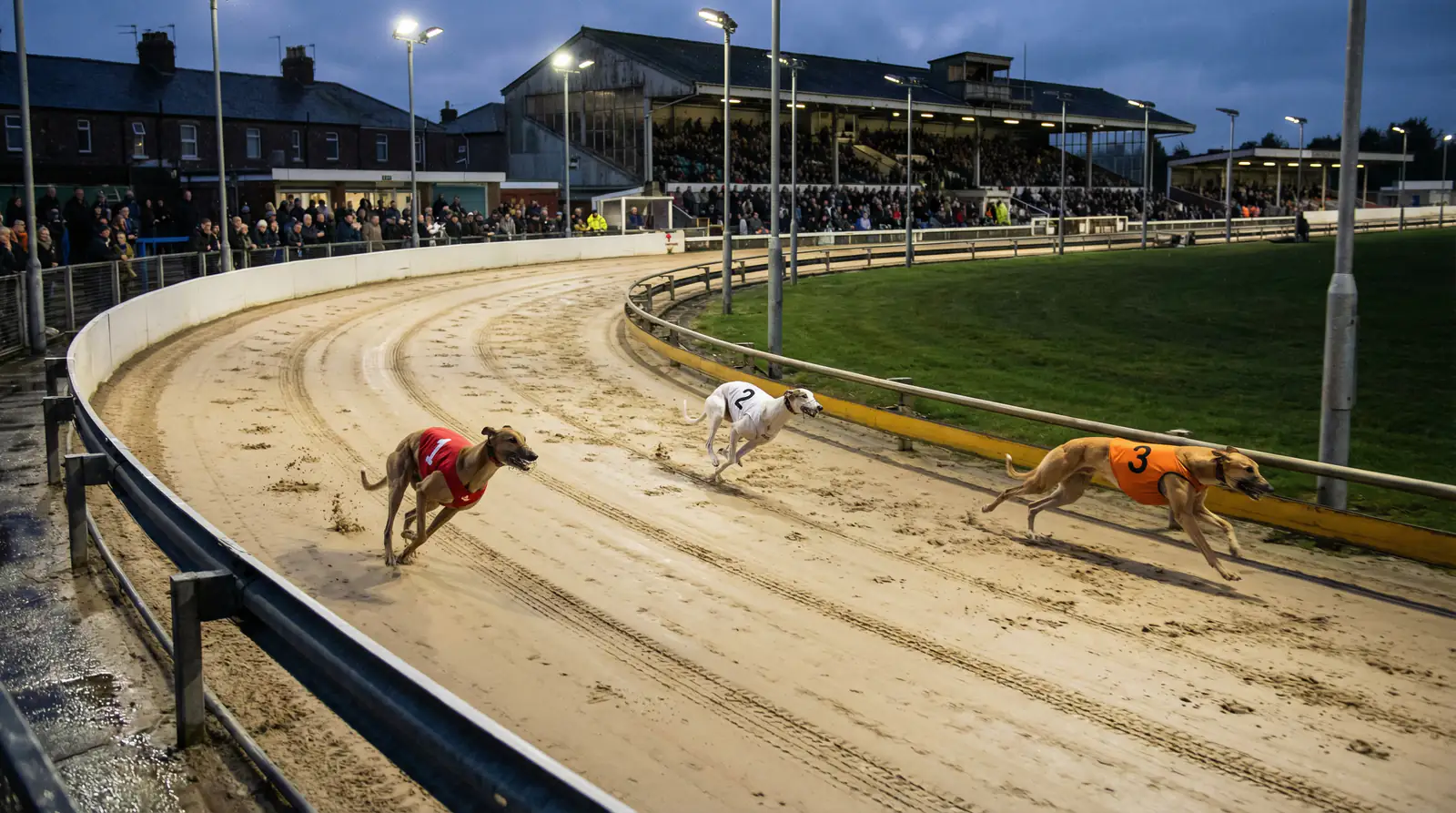 Three greyhounds taking different racing lines around a bend at a sand track